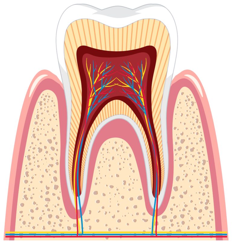 Anatomie d’une dent : comprendre sa structure pour mieux la protéger
